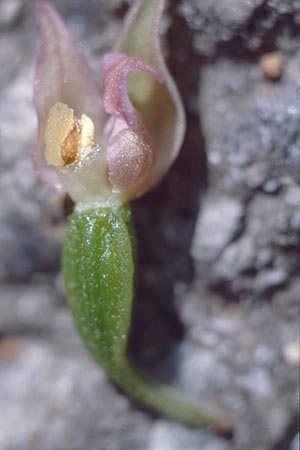 Epipactis neglecta subsp. neglecta \ Übersehene Ständelwurz / Neglected Helleborine, A  Gloggnitz 28.7.1997 
