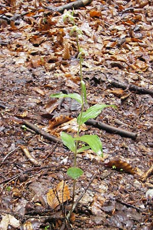 Epipactis neglecta subsp. neglecta \ Übersehene Ständelwurz / Neglected Helleborine, A  Gloggnitz 4.8.2011 