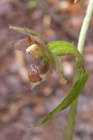 Epipactis neglecta subsp. neglecta \ Übersehene Ständelwurz / Neglected Helleborine, A  Gloggnitz 4.8.2011 