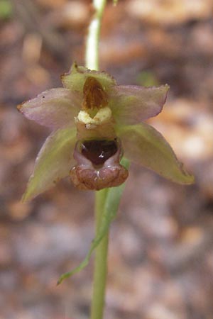 Epipactis neglecta subsp. neglecta \ Übersehene Ständelwurz / Neglected Helleborine, A  Gloggnitz 4.8.2011 