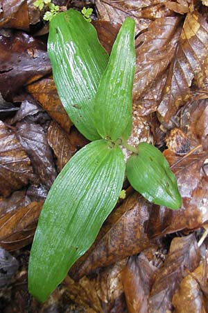 Epipactis neglecta subsp. neglecta \ Übersehene Ständelwurz / Neglected Helleborine, A  Gloggnitz 4.8.2011 