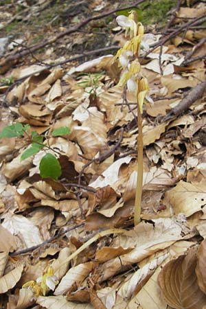 Epipogium aphyllum \ Widerbart / Ghost Orchid, A  Kärnten/Carinthia, Kleinobir 2.8.2011 