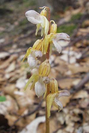 Epipogium aphyllum \ Widerbart / Ghost Orchid, A  Kärnten/Carinthia, Kleinobir 2.8.2011 