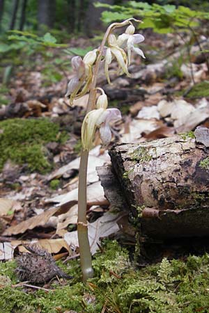 Epipogium aphyllum / Ghost Orchid, A  Carinthia, Kleinobir 2.8.2011 