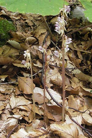 Epipogium aphyllum \ Widerbart / Ghost Orchid, A  Kärnten/Carinthia, Kleinobir 2.8.2011 