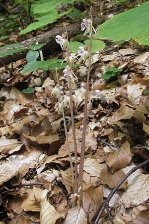 Epipogium aphyllum / Ghost Orchid, A  Carinthia, Kleinobir 2.8.2011 