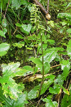 Epipactis greuteri subsp. preinensis \ Preiner Ständelwurz, A  Prein an der Rax 4.8.2011 