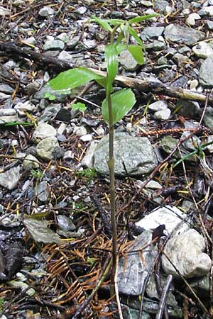 Epipactis greuteri subsp. preinensis \ Preiner Ständelwurz / Prein Helleborine, A  Prein an der Rax 4.8.2011 