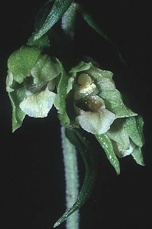 Epipactis pontica / Pontic Helleborine, A  Frohnleiten a.d.Mur 5.8.1995 