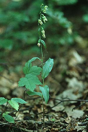 Epipactis pontica \ Pontische Ständelwurz / Pontic Helleborine, A  Frohnleiten a.d.Mur 5.8.1995 