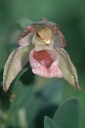 Epipactis voethii \ Voeths Ständelwurz, A  Bisamberg 27.7.1997 