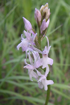 Dactylorhiza fuchsii / Common Spotted Orchid, A  Menauer Alm 31.5.2008 