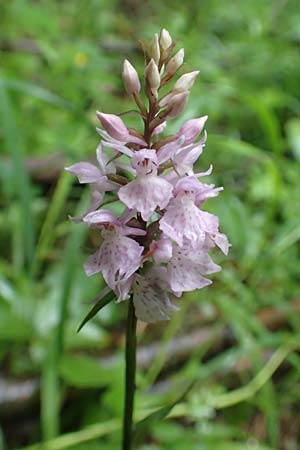 Dactylorhiza fuchsii / Common Spotted Orchid, A  Orthof am Semmering 29.6.2020 