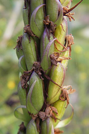 Gymnadenia conopsea s.l. \ Mücken-Händelwurz / Common Fragrant Orchid (fruchtend / seed stem), A  Hahntennjoch 16.7.2010 
