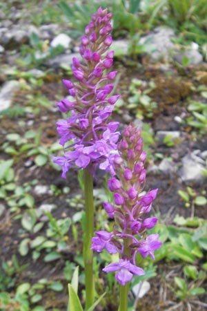 Gymnadenia conopsea s.l. \ Mücken-Händelwurz / Common Fragrant Orchid, A  Hahntennjoch 16.7.2010 