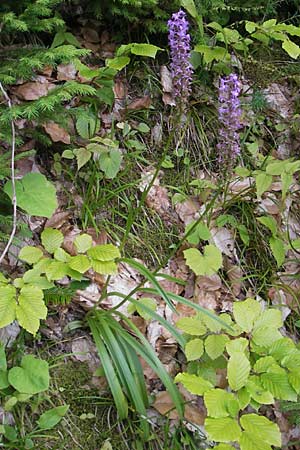 Gymnadenia conopsea s.l. / Common Fragrant Orchid, A  Carinthia, Kleinobir 2.8.2011 