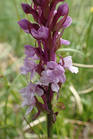Gymnadenia conopsea s.l. \ Mücken-Händelwurz / Common Fragrant Orchid, A  Osttirol, Golzentipp 11.7.2019 