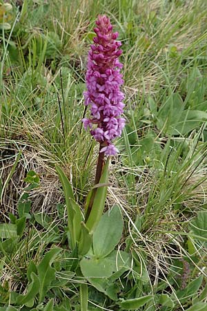 Gymnadenia conopsea s.l. \ Mücken-Händelwurz / Common Fragrant Orchid, A  Osttirol, Golzentipp 12.7.2019 