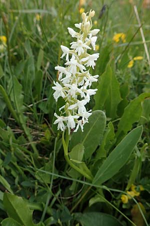 Gymnadenia conopsea s.l. farbvariante_color-variant \ Mücken-Händelwurz / Common Fragrant Orchid, A  Osttirol, Golzentipp 12.7.2019 