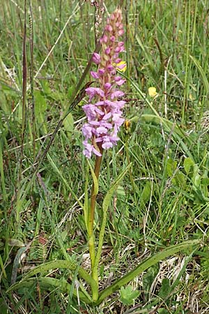 Gymnadenia conopsea s.l. \ Mücken-Händelwurz / Common Fragrant Orchid, A  Rax 28.6.2020 