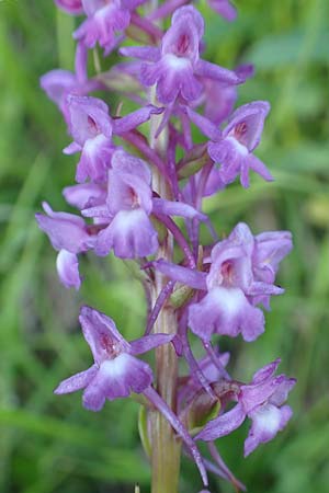 Gymnadenia conopsea s.l. \ Mücken-Händelwurz / Common Fragrant Orchid, A  Tauplitz-Alm 5.7.2020 