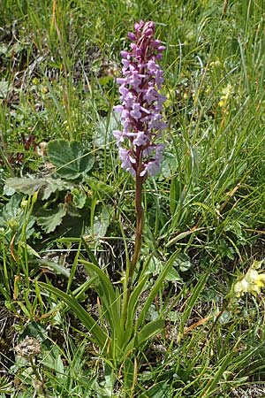 Gymnadenia conopsea s.l. \ Mücken-Händelwurz / Common Fragrant Orchid, A  Wölzer Tauern, Hohenwart 29.7.2021 