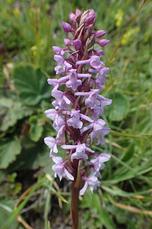 Gymnadenia conopsea s.l. / Common Fragrant Orchid, A  Wölzer Tauern, Hohenwart 29.7.2021 