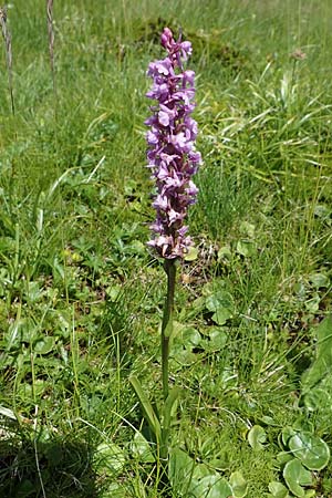 Gymnadenia conopsea s.l. / Common Fragrant Orchid, A  Carinthia, Koralpe 3.7.2022 