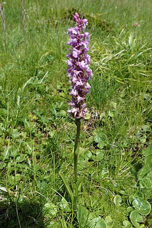 Gymnadenia conopsea s.l. \ Mücken-Händelwurz, A  Kärnten, Koralpe 3.7.2022 