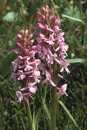 Gymnadenia conopsea s.l. \ Mücken-Händelwurz / Common Fragrant Orchid, A  Widderstein 12.7.1987 