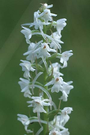 Gymnadenia conopsea s.l. farbvariante_color-variant \ Mücken-Händelwurz / Common Fragrant Orchid, A  Lechtal, Forchach 23.7.1989 