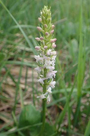Gymnadenia odoratissima \ Wohlriechende Händelwurz / Short-spurred Fragrant Orchid, A  Trenchtling 3.7.2019 