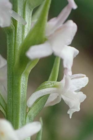 Gymnadenia odoratissima / Short-spurred Fragrant Orchid, A  Trenchtling 3.7.2019 