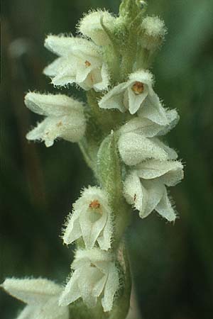 Goodyera repens / Creeping Lady's-Tresses, A  Lechtal, Forchach 17.8.1987 