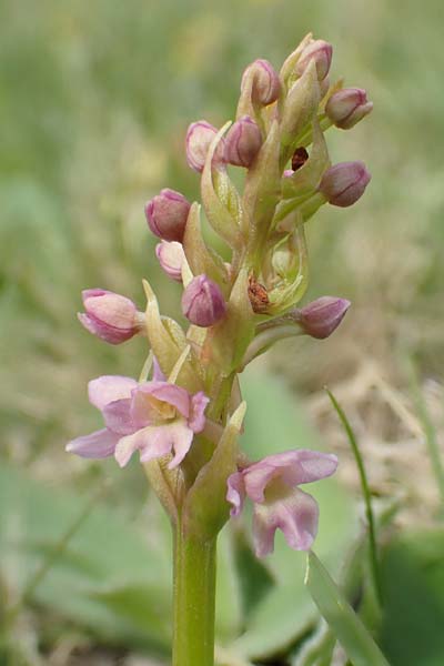 Gymnadenia conopsea s.l. x Pseudorchis albida, A   Osttirol, Golzentipp 12.7.2019 