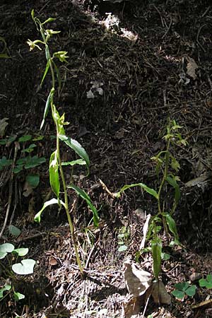 Epipactis greuteri \ Greuters Ständelwurz / Greuter's Helleborine, A  Burgenland, Redlschlag 3.8.2011 