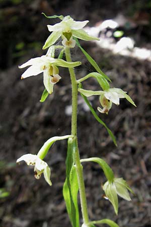 Epipactis greuteri \ Greuters Ständelwurz / Greuter's Helleborine, A  Burgenland, Redlschlag 3.8.2011 