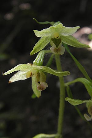 Epipactis greuteri \ Greuters Ständelwurz / Greuter's Helleborine, A  Burgenland, Redlschlag 3.8.2011 