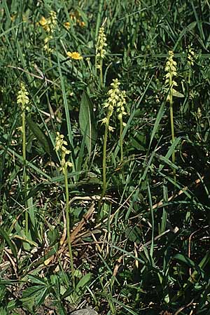 Herminium monorchis \ Einknolle, Honigorchis, A  Lechtal, Stanzach 11.7.1987 