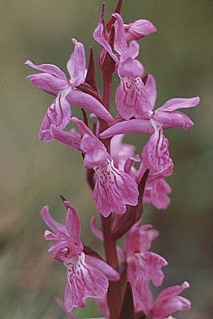 Dactylorhiza lapponica \ Lappländische Fingerwurz, Lappländisches Knabenkraut / Lapland Marsh Orchid, A  Reutte 1.7.1990 
