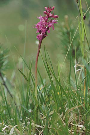 Dactylorhiza lapponica \ Lappländische Fingerwurz, Lappländisches Knabenkraut / Lapland Marsh Orchid, A  Reutte 21.6.1991 