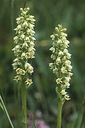 Pseudorchis albida \ Weiße Höswurz / Small White Orchid, A  Hahntennjoch 15.7.1987 