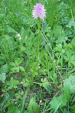 Nigritella karawankarum \ Karawanken-Kohlröschen, A  Kärnten, Hochobir 1.7.2010 