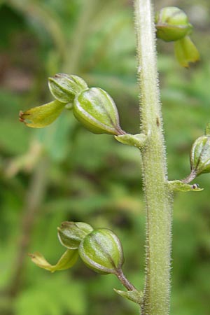 Listera ovata \ Großes Zweiblatt / Common Twayblade (fruchtend / seed stem), A  Dachstein 20.7.2010 