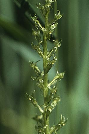 Malaxis monophyllos \ Einblatt / Single-Leaved Bog Orchid, A  Reutte 13.7.1987 
