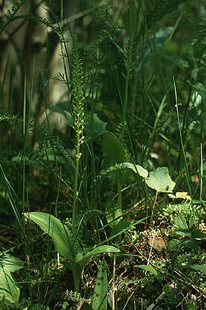 Malaxis monophyllos \ Einblatt / Single-Leaved Bog Orchid, A  Reutte 19.6.1988 