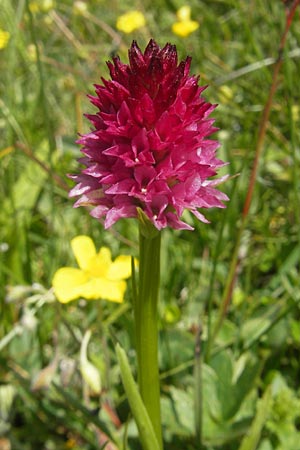 Nigritella minor \ Kleinblütiges Kohlröschen, A  Trenchtling 3.7.2010 