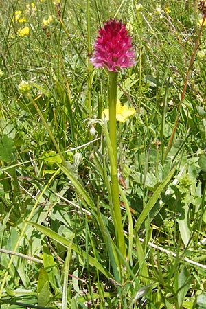 Nigritella minor \ Kleinblütiges Kohlröschen, A  Trenchtling 3.7.2010 