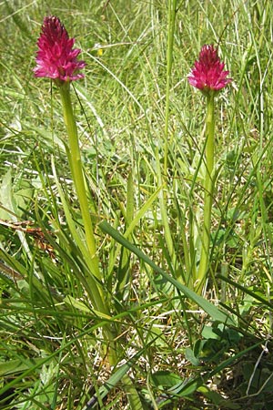 Nigritella minor \ Kleinblütiges Kohlröschen / Small-Flowered Vanilla Orchid, A  Trenchtling 3.7.2010 