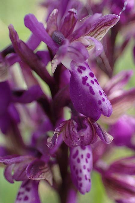 Anacamptis morio \ Salep-Knabenkraut, Kleines Knabenkraut / Green-Winged Orchid, A  Seewinkel, Apetlon 8.5.2022 